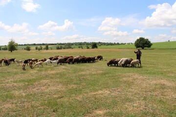 A person herding a herd of sheep