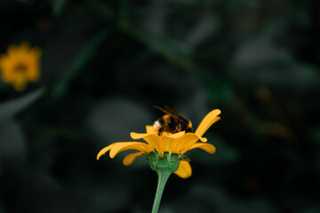 A bumblebee that landed on a yellow flower