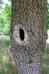 A tree trunk with a hole in it