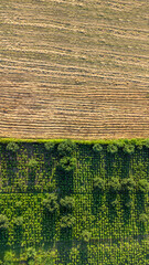 Aerial view agricultural field. Rows of soil before planting. Agriculture concept aerial view. Selective focus included. Drone view.