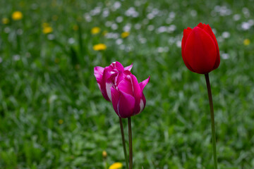 Didiers Tulip in the green background. Didiers Tulip is also known as Tulipa Gesneriana. Tulip red and Tulip pink on a natural green background. Selectively focused on the flower.
