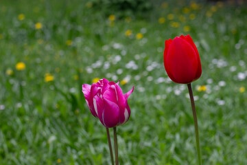 Didiers Tulip in the green background. Didiers Tulip is also known as Tulipa Gesneriana. Tulip red and Tulip pink on a natural green background. Selectively focused on the flower.