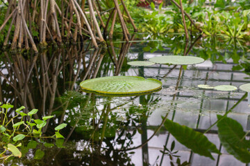 Giant water lily in the botanic garden at Basel. The water surface is covered by the giant water lily. Victoria Amazonica in the pond with giant leaves. A beautiful landscape in the botanic garden.