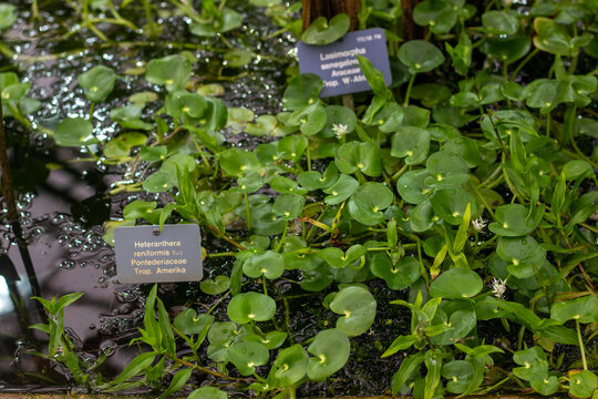 A green aquatic plant known as Hydrocotyle at the botanic garden. The plant grows on the water. Centella Asiatica. Wassernabel. The herb on the water background in garden. Selectively focused plant.
