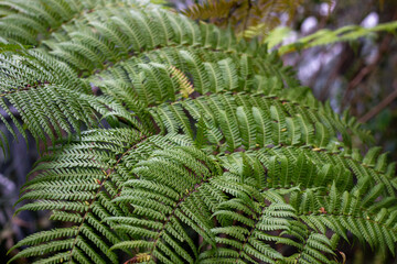 Close-up common bracken leaves are known as Pteridium aquilinum. Green fern in nature.