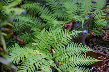Close-up common bracken leaves are known as Pteridium aquilinum. Green fern in nature.
