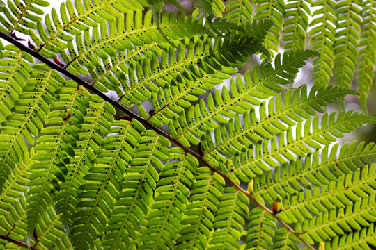 Close-up common bracken leaves are known as Pteridium aquilinum. Green fern in nature.