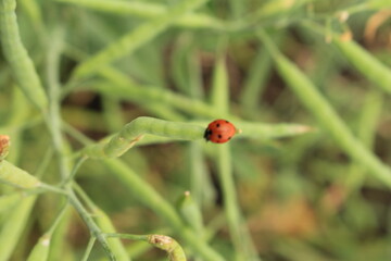 Fototapeta premium A ladybug on a plant