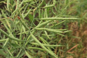 Close up of grass