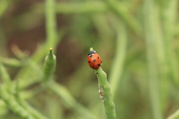 Obraz premium A bug on a plant