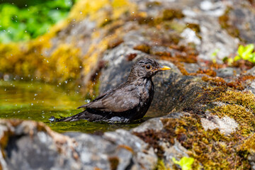 The common or Eurasian blackbird (Turdus merula) is a species of true thrush. Macro close up of male animal bathing in a garden pond in Iserlohn Germany on a hot summer day. Drops and splashing water.