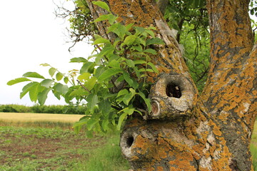 A tree with a hole in it