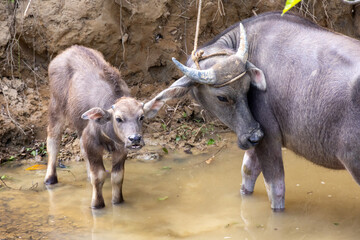 Close up shot of a mother carabao (Bubalus bubalis), a species of water buffalo, and her calf...