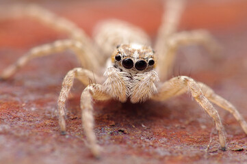 A macro of a Jumping spider with close up on his eyes sitting on a rusty metal plate 