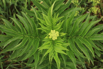 A plant with a yellow flower