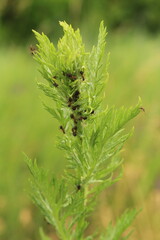 A close up of a green plant