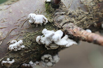 Obraz premium A group of white animals on a rock