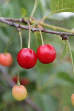 A group of cherries on a branch