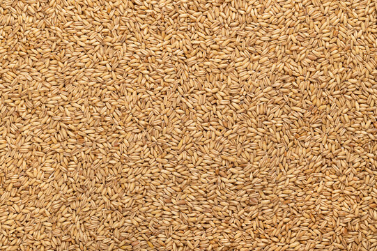 Hulled oats, dried and husked common oat grains, from above. Avena sativa, a cereal grain, suitable for human consumption as oatmeal or rolled oats, most used as livestock feed. Background food photo.