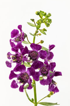 Little Turtle Flower ( Angelonia goyazensis Benth)