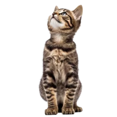 Zelfklevend Fotobehang cat  isolated on transparent background © PNG WORLD