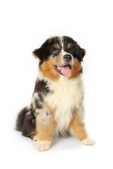miniature American shepherd puppy isolated on white 