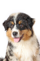 miniature American shepherd puppy isolated on white 