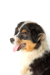 miniature American shepherd puppy isolated on white 