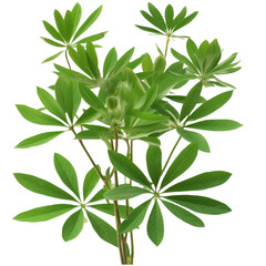 lupinus polyphyllus leaf leaves plant nature foliage stalk green tree transparent background cutout 