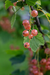 Pink berries of currant on a green background on a summer day macro photography. Ripe berries of a pink currant hanging on a branch of a bush close-up photo in the summertime.