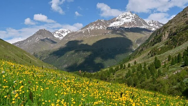 Alpine meadow with wildflowers dandelion and buttercups near the village Vent in the �tztal valley in Tyrol Austria during a beautiful springtime day in the Alps.