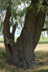 Fototapeta premium A tree with a trunk