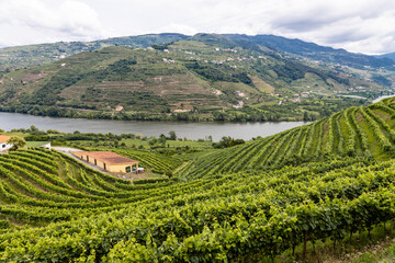 Fototapeta na wymiar Vista dos vinhedos no Vale do Douro, Régua Portugal