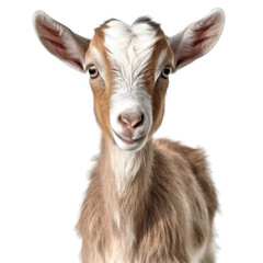 baby goat face shot , isolated on transparent background cutout