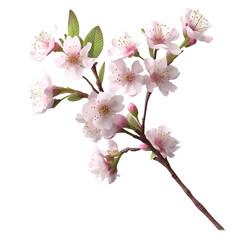 cherry blossom flower stalk , isolated on transparent background cutout 