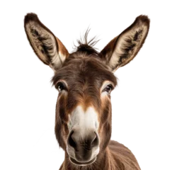  donkey face shot isolated on transparent background cutout © PNG WORLD