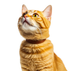 cat standing and looking at you , isolated on transparent background cutout 