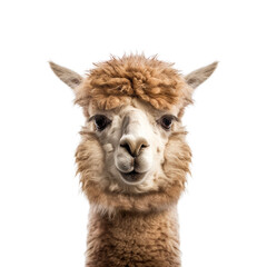 Fototapeta premium alpaca face shot , isolated on transparent background cutout