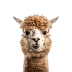 Foto auf Acrylglas Lama alpaca face shot , isolated on transparent background cutout