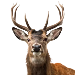 Papier Peint photo Lavable Cerf deer face shot isolated on transparent background cutout