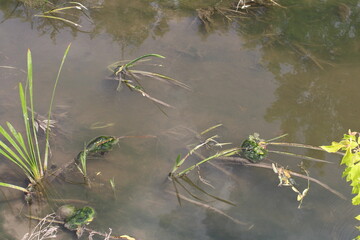A body of water with plants growing in it