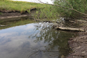 A stream with a tree branch over it