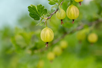 Green gooseberry berries on a green background on a summer day macro photography. Green berries hanging on a branch of a gooseberry bush close-up photo in summertime.	