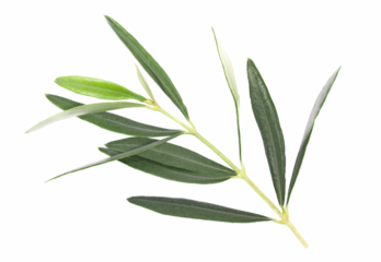 Branch olive, green leaves isolated on white