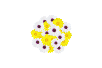 A bouquet of white and yellow flowers from above on a reddish background, with free space for text. Friendship and love concept.
with a transparent background
