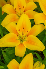 Fototapeta na wymiar Blooming yellow lilies in a summer sunset light macro photography. Garden lily flowers with bright orange petals in summertime, close-up photography. Large flowers in sunny day floral background.