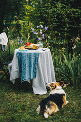 Corgi dog laying near round table with Birthday strawberry cake on it in the blooming garden.