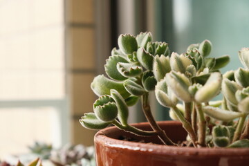 BEAR'S PAW SUCCULENT IN A POT