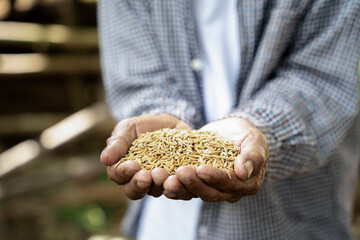 Close up  hand holding on seed ,Seeding,Seedling,Agriculture. rice seed