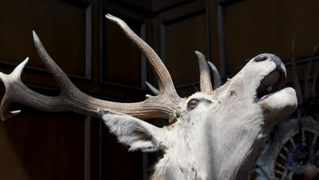 Stuffed deer as a trophy in a hunter's house